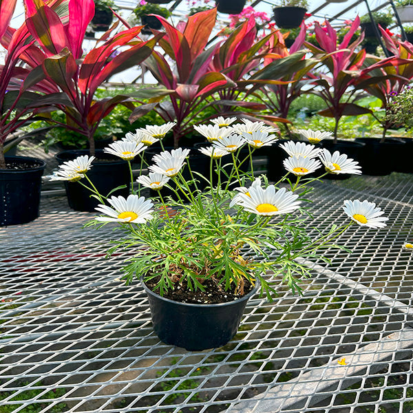 Argyranthemum Everest (blanc)