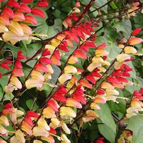 Mina Lobata Amour Exotique