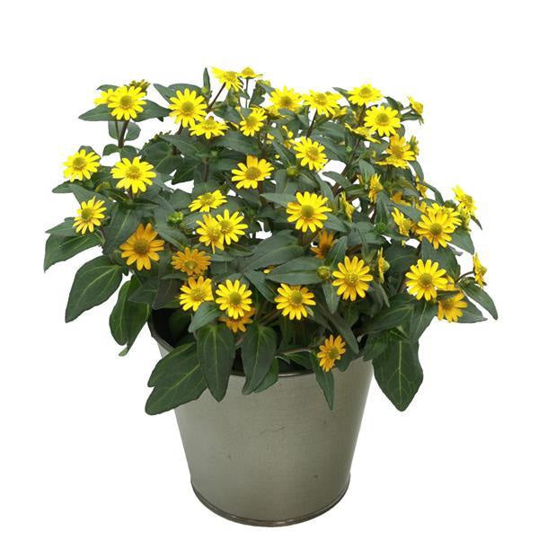 Sanvitalia, pot de 11,4 cm