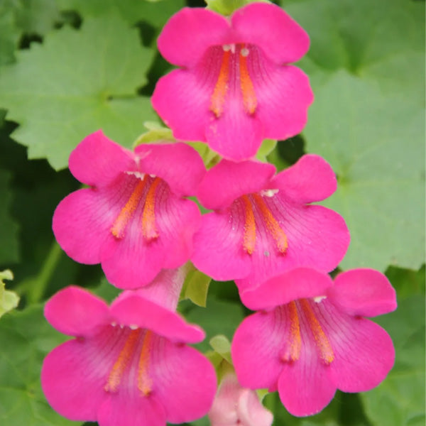 Lophospermum Lofos Compact Rose (Panier suspendu 10 po)