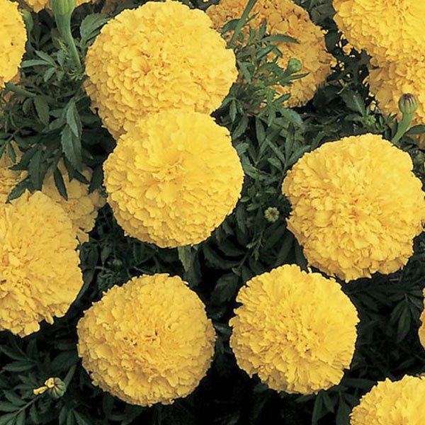 Inca Ii ( Boîte De 9 Plants )