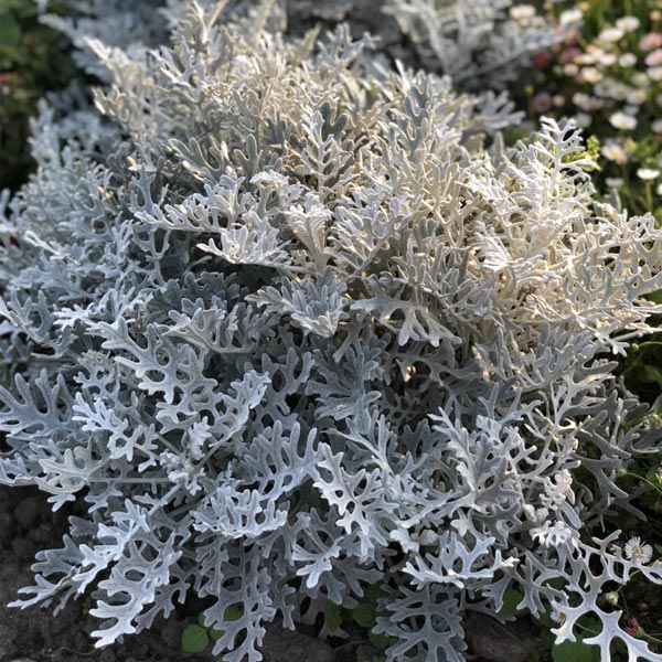 Senecio Cineraria 'Silver Dust' (Boîte de 9 plants)
