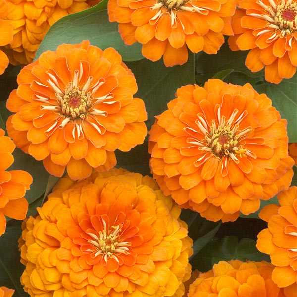 Zinnia ( Box Of 6 Plants )