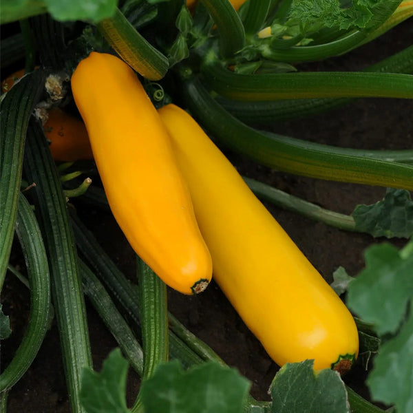 Gold de la courgette