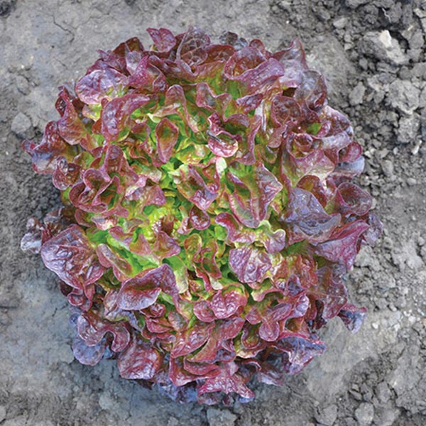 Eazyleaf Bellevue (Chêne) Rouge Bio (Boîte de 6 plantes)