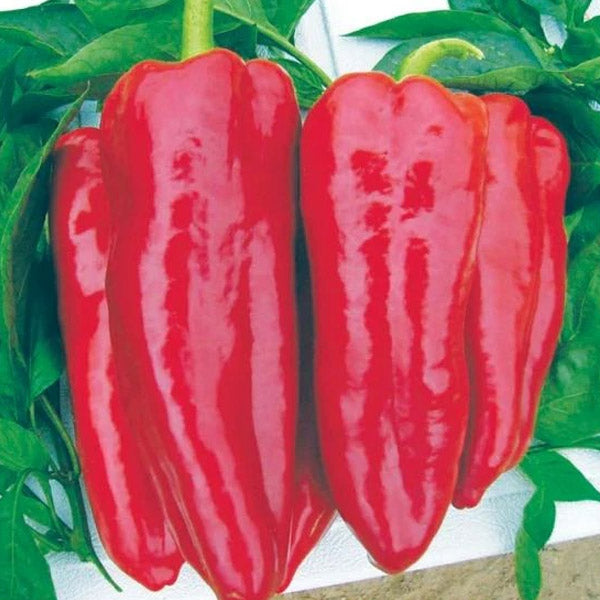 Poivron doux Hyb Marcato Rouge