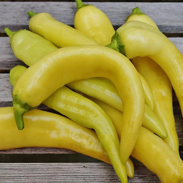 Poivron doux hybride (banane) jaune