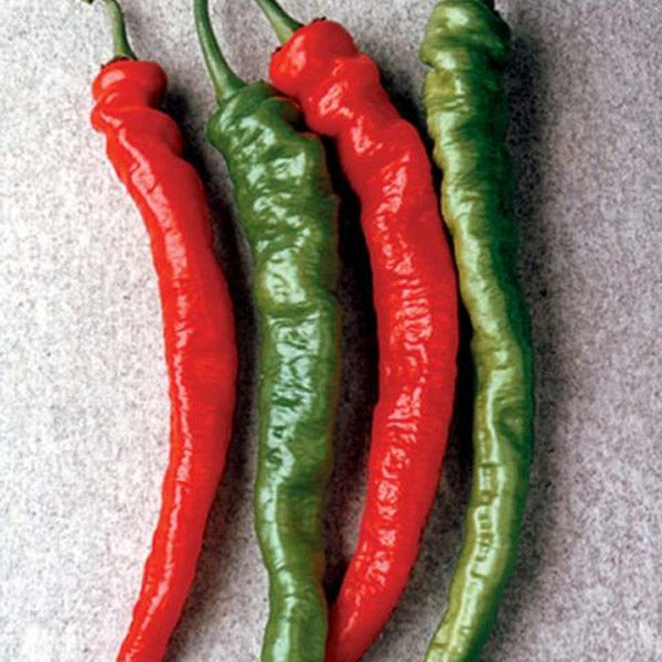 Piment fort hybride Mesilla (Cayenne) Rouge