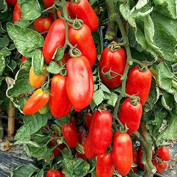 Ital. Tom. Hyb Pozzano (San Marzano) Org