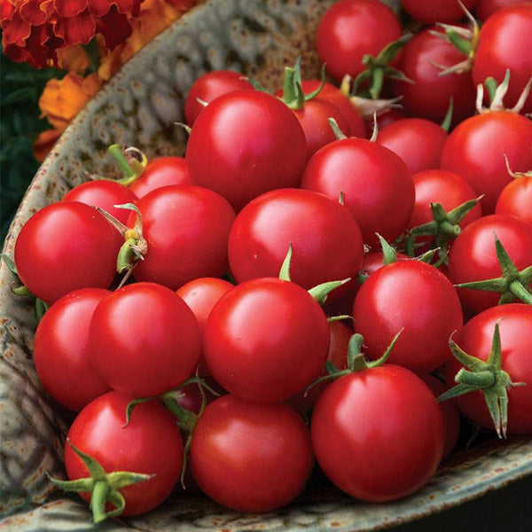 Tomate cerise hybride bio Sakura Red
