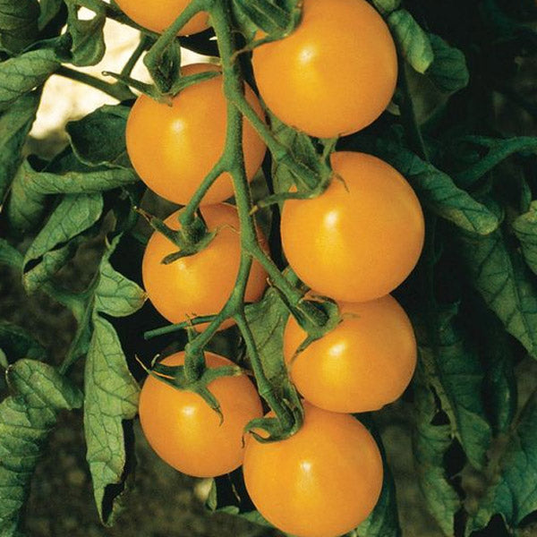 Tomate cerise hybride Sweet Gold jaune