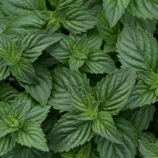 HE Menthe poivrée droite (non racinée)