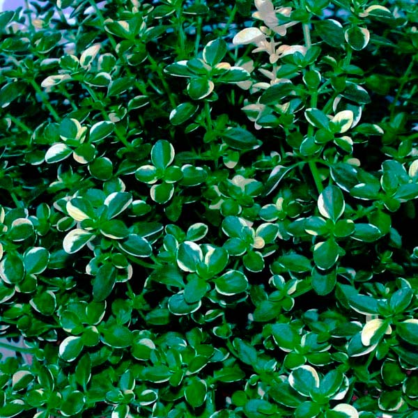 Thym Foxley POT 4,5"