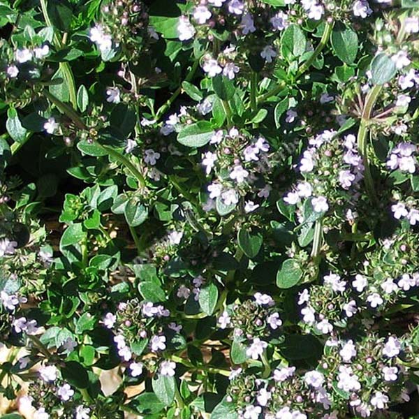 Thym vulgaire Tabor pot 4,5"