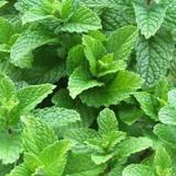 Menthe verte Kentucky Colonel pot de 4,5 po
