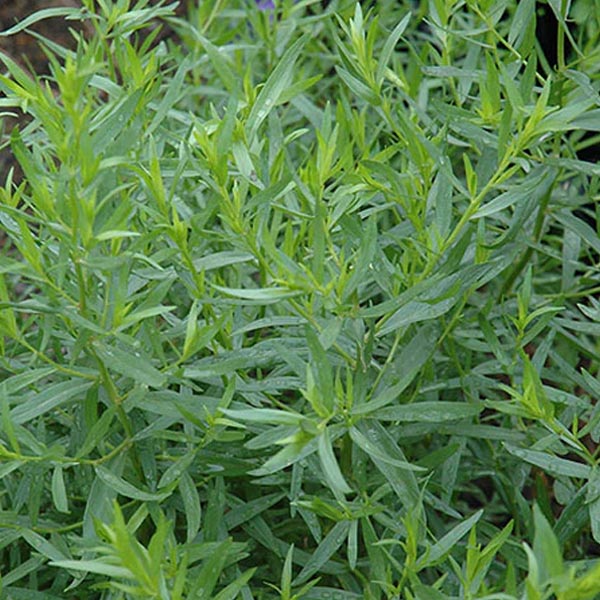 Estragon français en pot de 11,4 cm