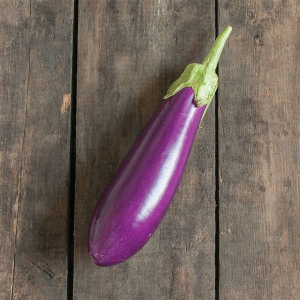 Aubergine Hybride Dancer Pink