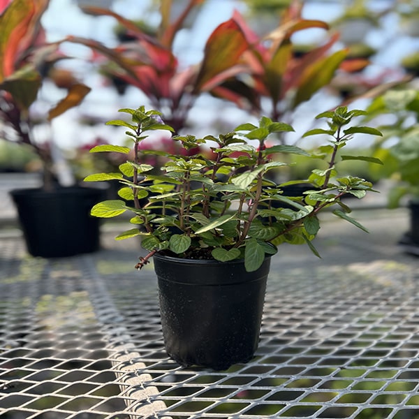 Menthe poivrée droite Pot de 4,5 po