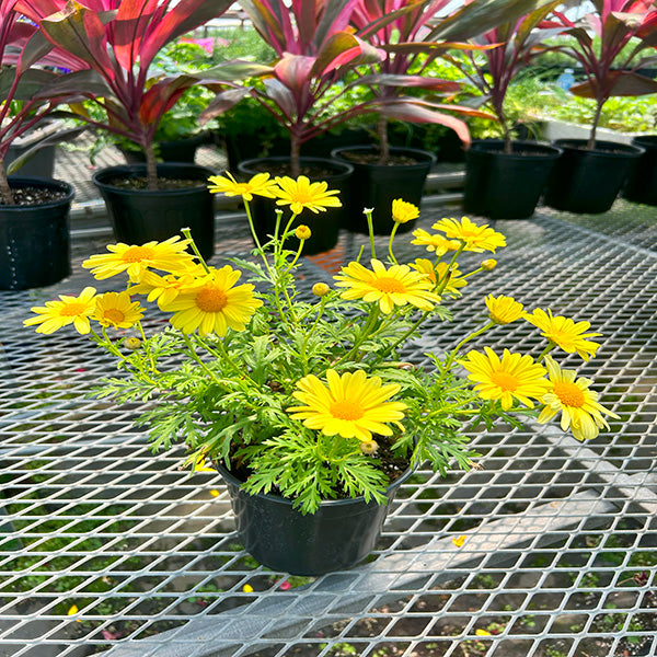 Argyranthemum Beauty Yellow