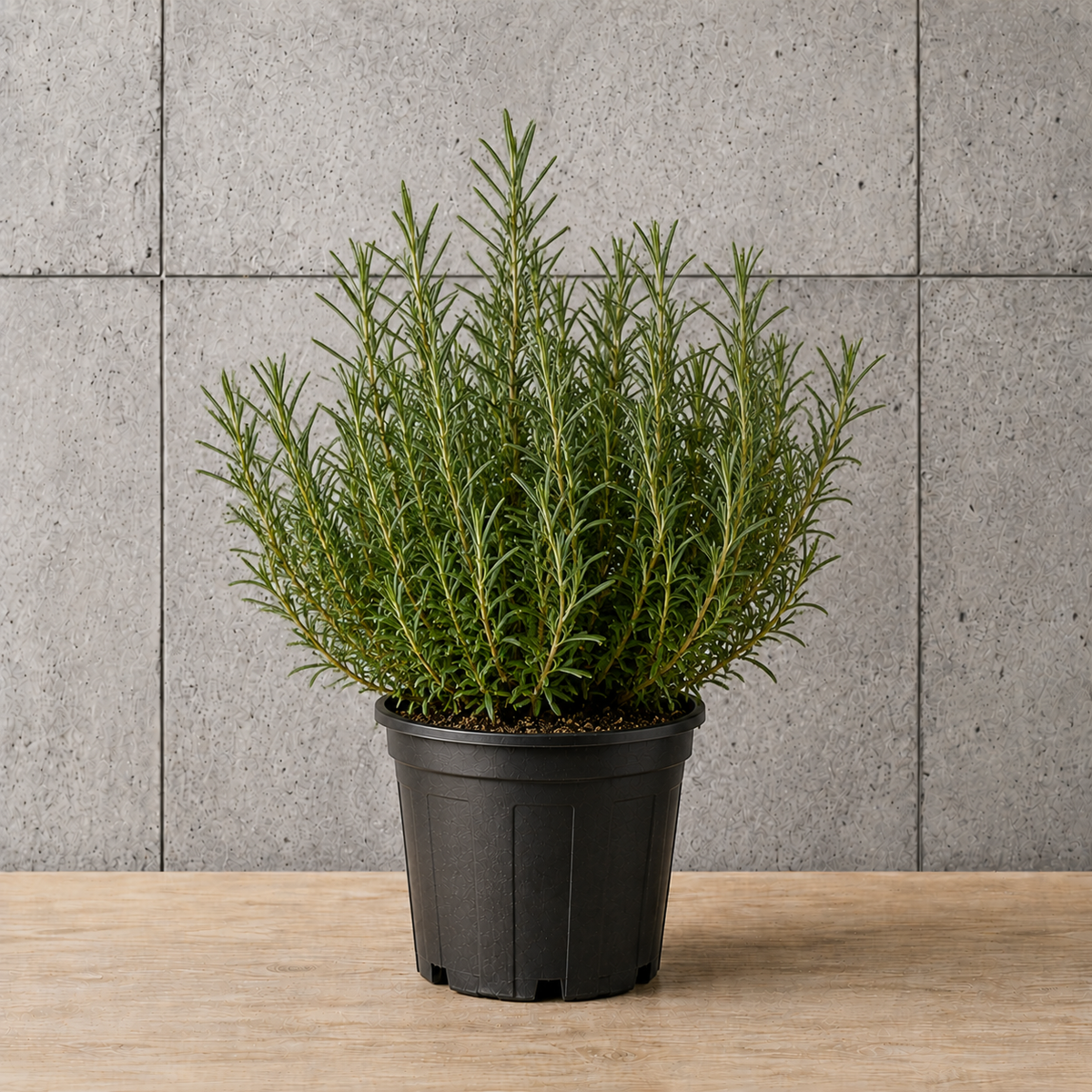Potted Rosemary