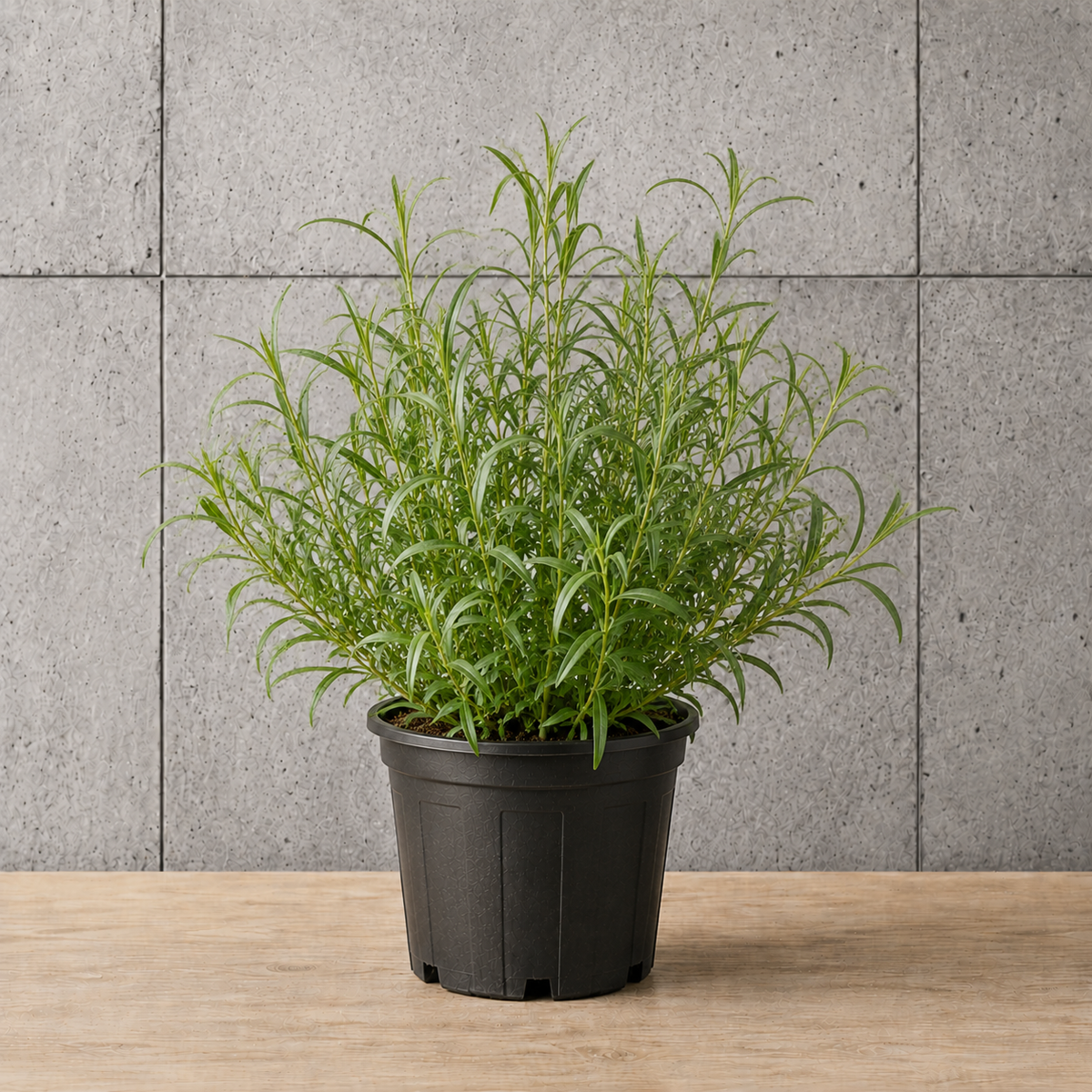 Potted Tarragon