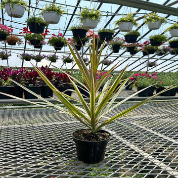 4" POT