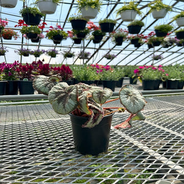 4"POT