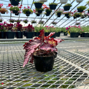 4"POT