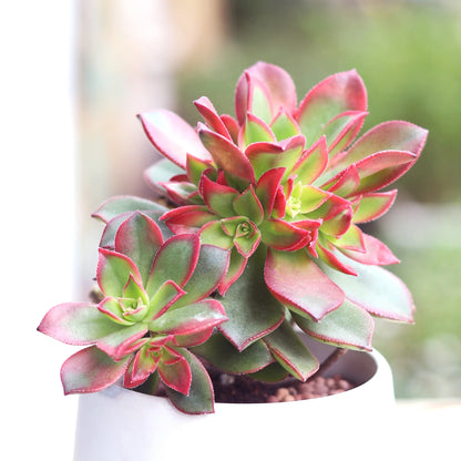Aeonium Kiwi 4.5"