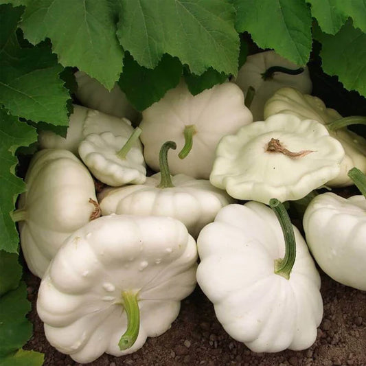 Alba - Open Pollinated Summer Squash Seeds