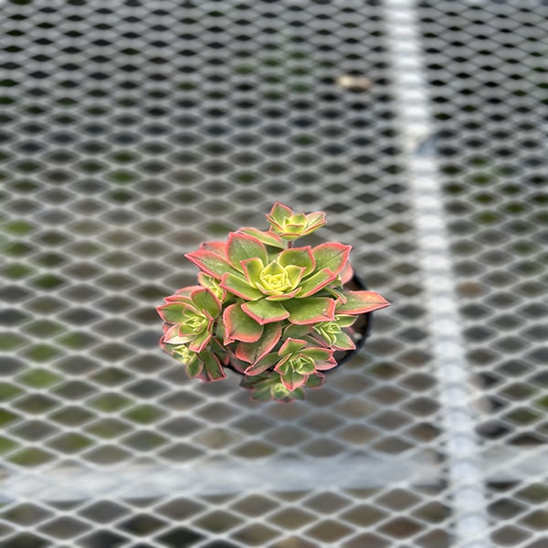 Aeonium Kiwi 4.5"