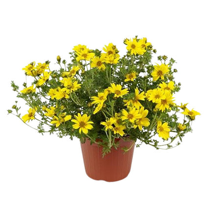 Bidens Ferulifolia