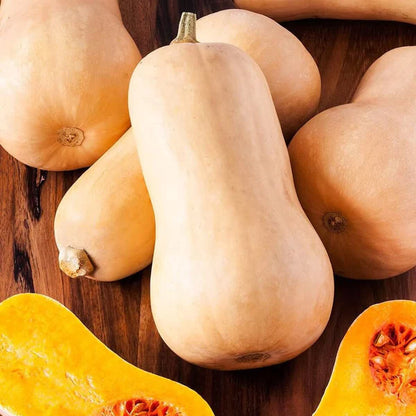 BUTTERNUT QUEEN - Graines de courge d'hiver à pollinisation libre