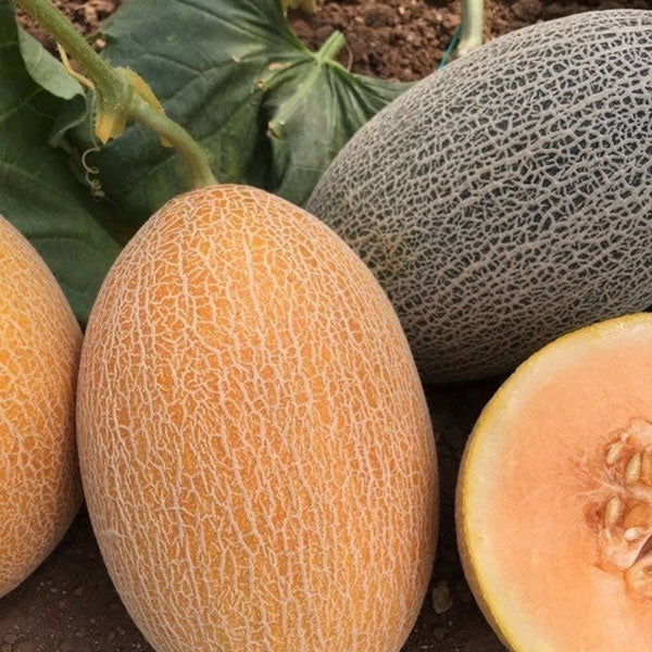 CASTRO F1 (melon Ananas)