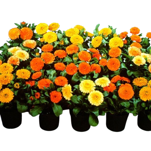 Calendula Bon Bon
