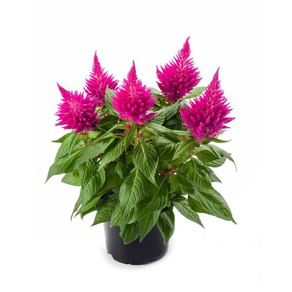 Celosia