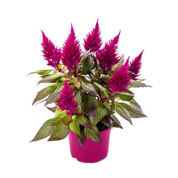 PURPLE 5" POT