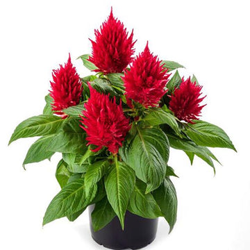 RED 5" POT