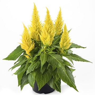 YELLOW 5" POT