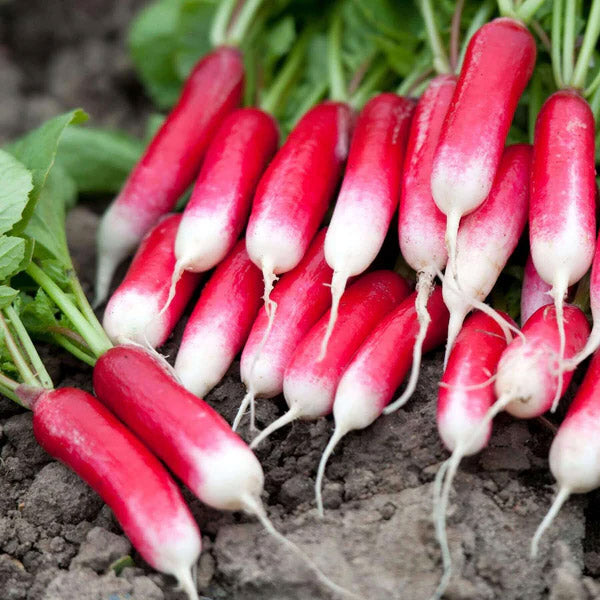DUETT - Graines de radis à pollinisation libre