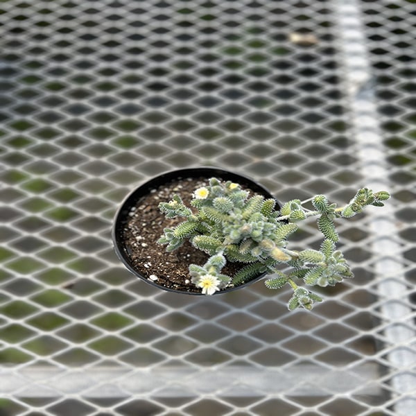 Delosperma Echinatum 4,5"