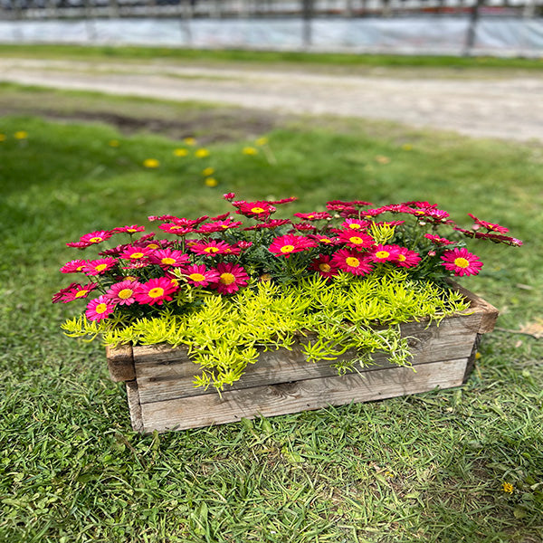 Emarville Arrangement Magical Garden