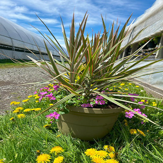 Emarville Arrangement Majesté