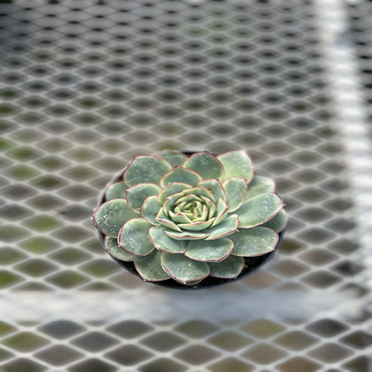 Echeveria Elegans 4.5"
