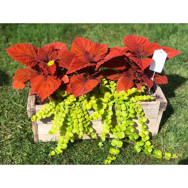 Emarville Arrangement Rouge Bonheur