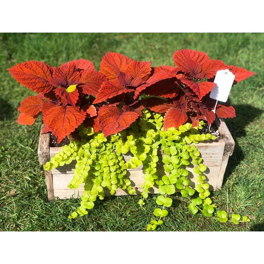 Emarville Arrangement Rouge Bonheur