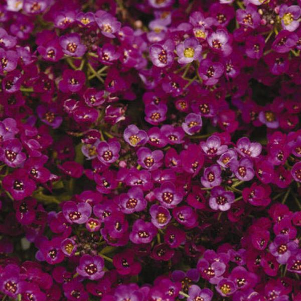 Alyssum