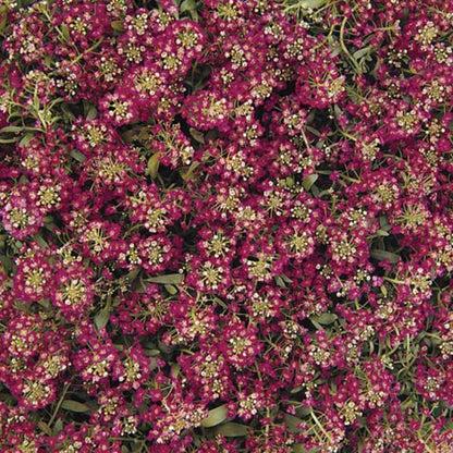 Alyssum