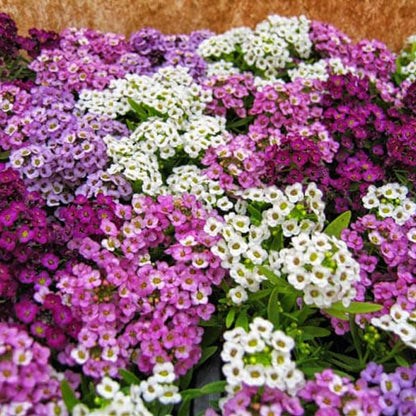 Alyssum