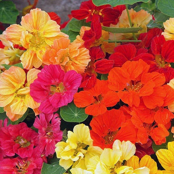 MÉLANGE TROPAEOLUM WHIRLYBIRD POT 4,5"